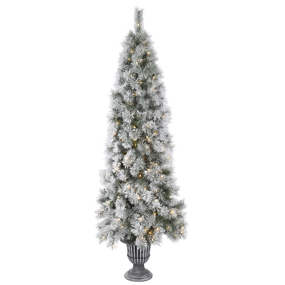 5.5 Foot Frosted Brewer Pine Artificial Potted Christmas Tree 150 Incandescent Clear Mini Lights 3 5.5 Foot Frosted Brewer Pine Artificial Potted Christmas Tree 150 Incandescent Clear Mini Lights