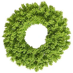 30 Inch Flocked Lime Fir Wreath